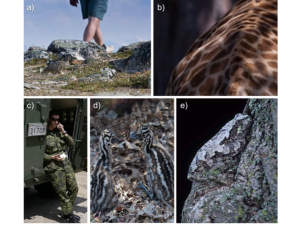Do edge patches contribute to camouflage through background matching or disruptive coloration? (a) White-tailed Ptarmigan Lagopus leucura, (b) Marai giraffe Giraffa camelopardalis tippelskirchi, (c) Canadian Disruptive Pattern (CADPAT), the Worlds first digital camouflage, (d) Emu chicks Dromaius noaehollandiae, (e) tree frog  Hyla versicolor. Photographs by Michael Webster (a-d) and Micheal Runtz (e).